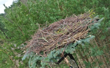 Montaż bocianiego gniazda 14.03.2015